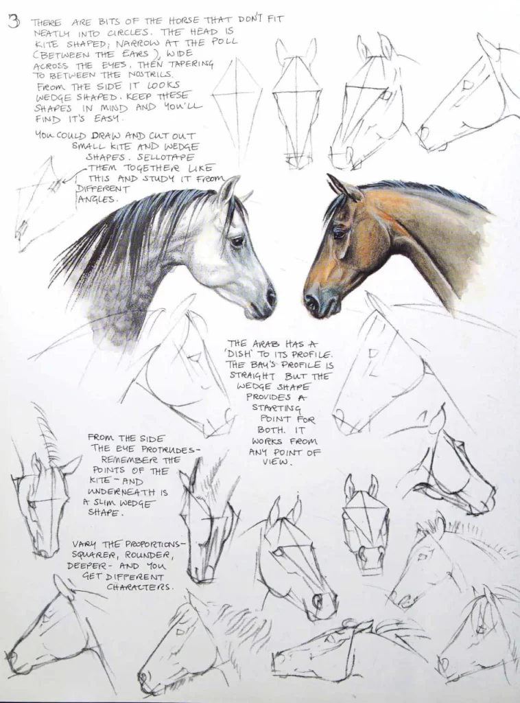 图片[4]-艾伦的马匹绘画与素描书 / Ellen’s Horse Painting and Drawing Book-虚幻之初
