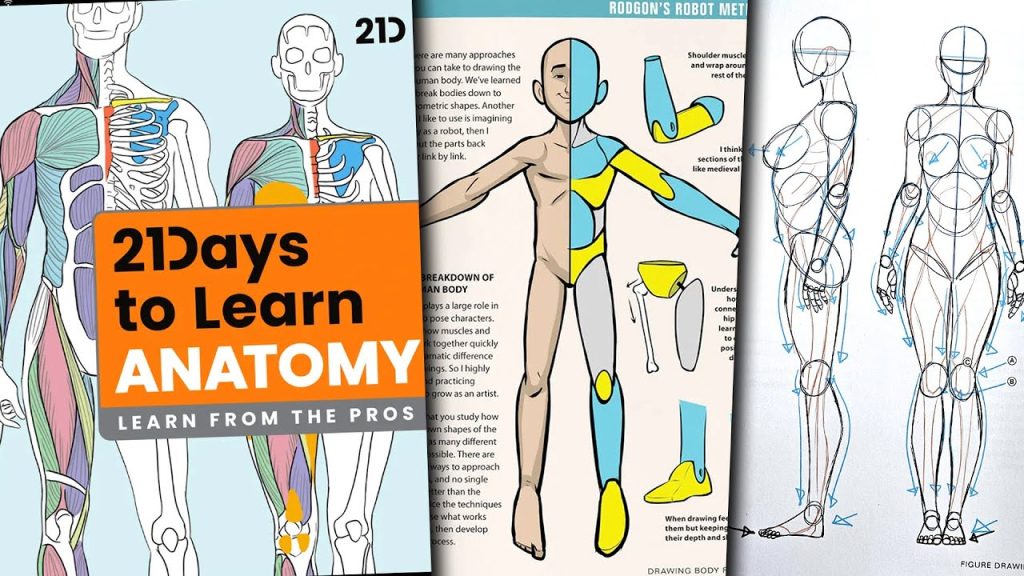 21天内学习解剖学 与罗德根合作 4.9 (526) Rodgon为初学者简化了解剖学，赋予你从零开始绘制栩栩如生的人物的工具和信心！-虚幻之初